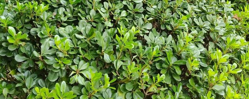 植物如何过冬，可留种过冬