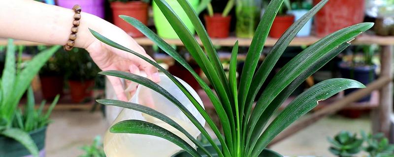 君子兰盆栽如何家养,放置在半阴环境中进行养护