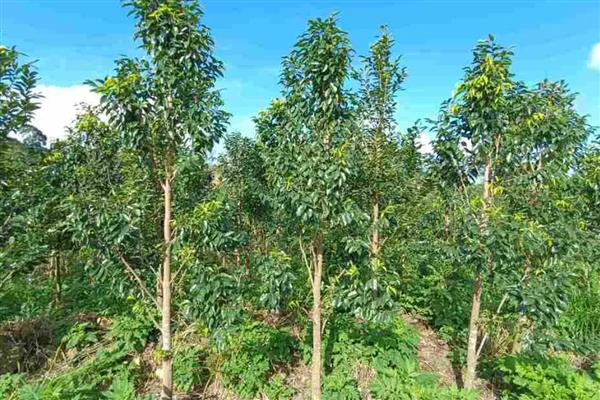 沉香树要打孔的原因，伤口经过催化后更有利于结香