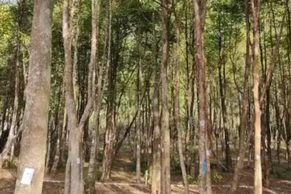 沉香树要打孔的原因，伤口经过催化后更有利于结香
