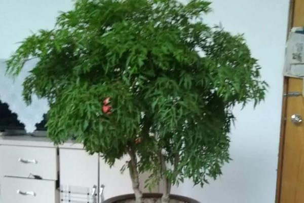 福禄桐与金钱兜有什么区别，叶片的形状明显不同