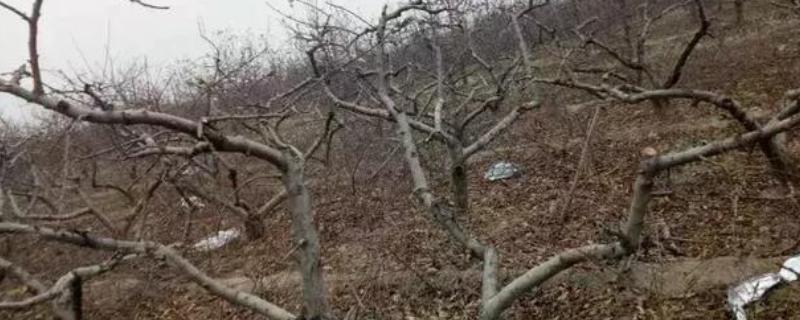 桃树怎么剪枝，要注意去密留稀