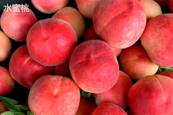 桃子的种类,常见的有水蜜桃、油桃等