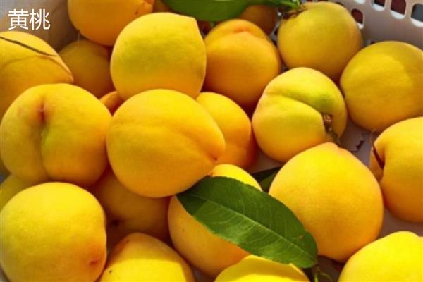 桃子的种类,常见的有水蜜桃、油桃等