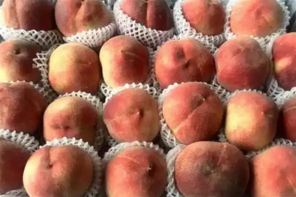 桃子的种类,常见的有水蜜桃、油桃等