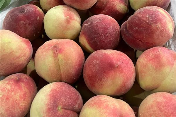 桃子的种类,常见的有水蜜桃、油桃等