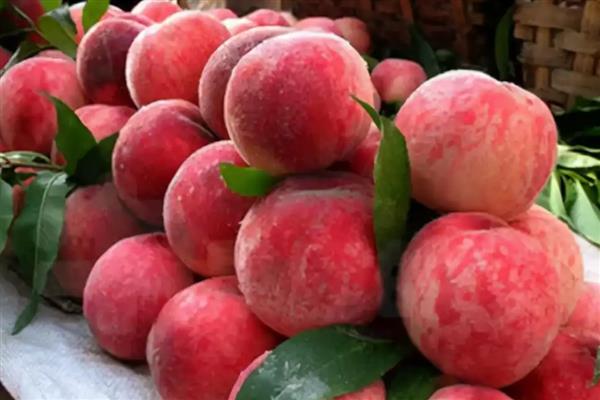 桃子的种类,常见的有水蜜桃、油桃等