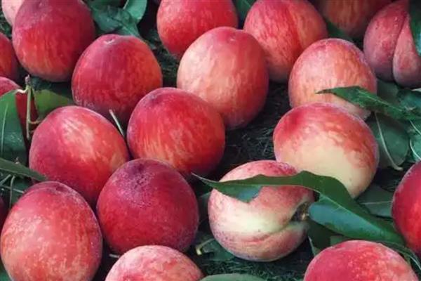 桃子的种类,常见的有水蜜桃、油桃等