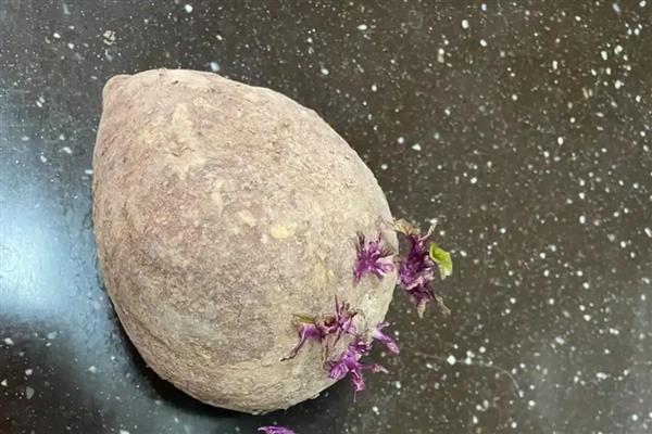 红薯发芽了还能不能吃，是能吃的