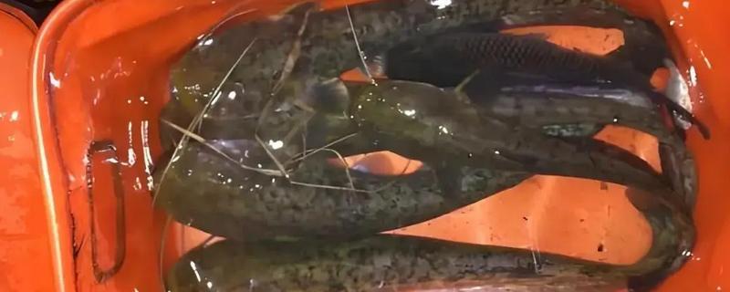 钓鲶鱼的最佳饵料，推荐蚯蚓、鸡肝等