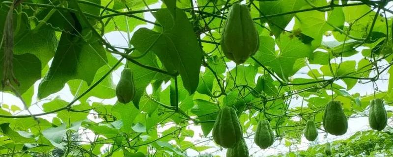 什么时候栽培佛手瓜，在4-5月份种植可提高成活率