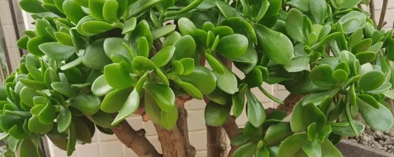 玉树叶片枯萎掉落怎么办，剪除烂根经过消毒后再换土重栽