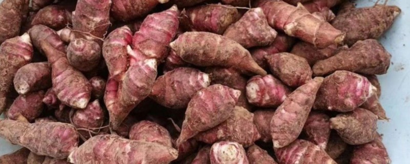 胰岛果适合哪些地块种植,适宜种植土壤为沙质土