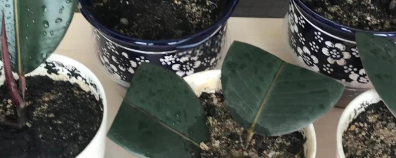 橡皮树的扦插繁殖方法，在夏季6-7月份扦插