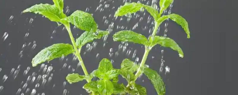 浇透水的意思，是指浇水时使土壤完全湿润