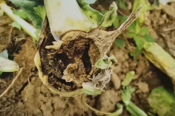花椰菜黑根病的症状，根茎部或叶柄会变褐腐烂