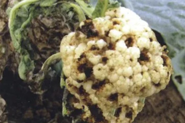 花椰菜黑根病的症状，根茎部或叶柄会变褐腐烂