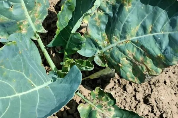 花椰菜黑根病的症状，根茎部或叶柄会变褐腐烂