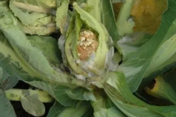 花椰菜黑根病的症状，根茎部或叶柄会变褐腐烂