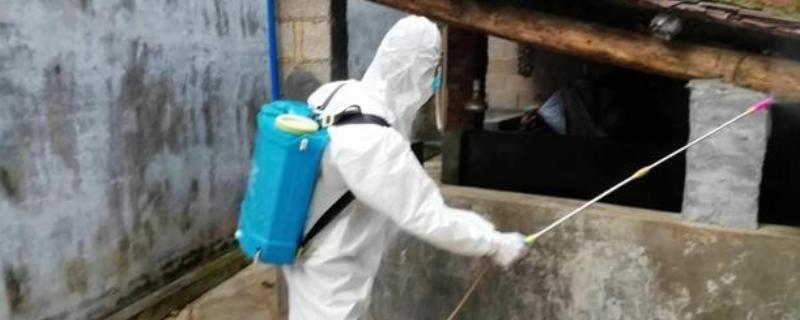 非洲猪瘟用哪种特效药,通常是没有特效药的