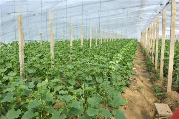 甜瓜为什么不坐瓜，可能是病虫危害、缺少光照等因素所致