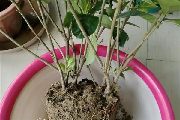 栀子花秋季换盆注意事项，在晴天换盆有利于它尽快恢复生长