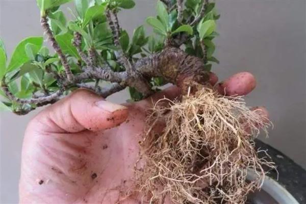 栀子花秋季换盆注意事项，在晴天换盆有利于它尽快恢复生长