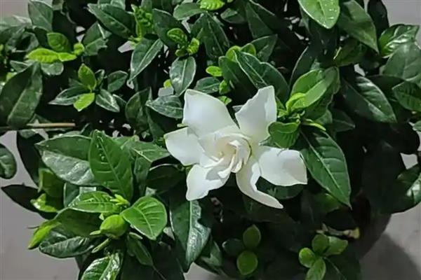 栀子花秋季换盆注意事项，在晴天换盆有利于它尽快恢复生长