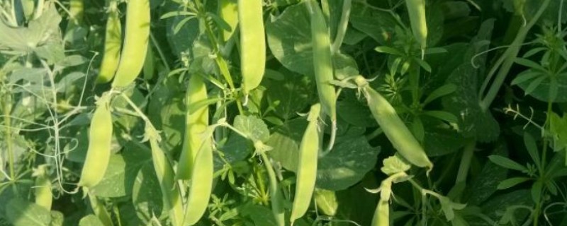 立夏适合种什么菜，可以种豌豆、笋等