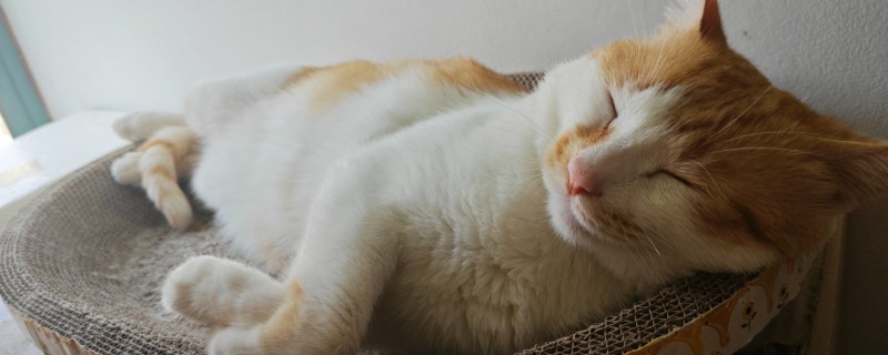 猫咪冬天易感染的疾病，容易感染猫瘟、猫鼻支等