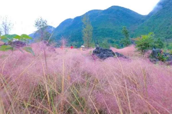 酉阳粉黛子花海的位置，在重庆酉阳叠石花谷景区