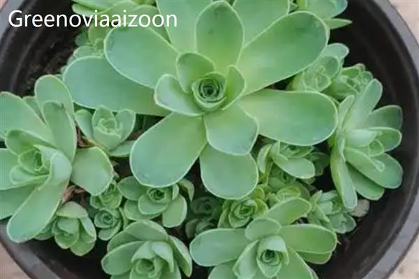山地玫瑰的品种，有Greenoviaaizoon、Greenoviaaurea等