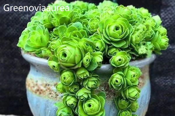山地玫瑰的品种，有Greenoviaaizoon、Greenoviaaurea等