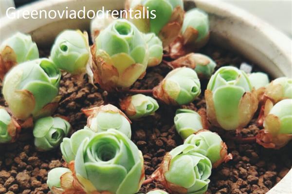 山地玫瑰的品种，有Greenoviaaizoon、Greenoviaaurea等
