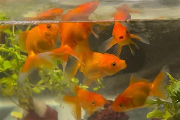 黄粉可以治疗的鱼类疾病，可治疗烂鳃病、肠炎等