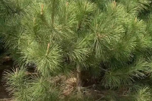 植物如何过冬，可留种过冬