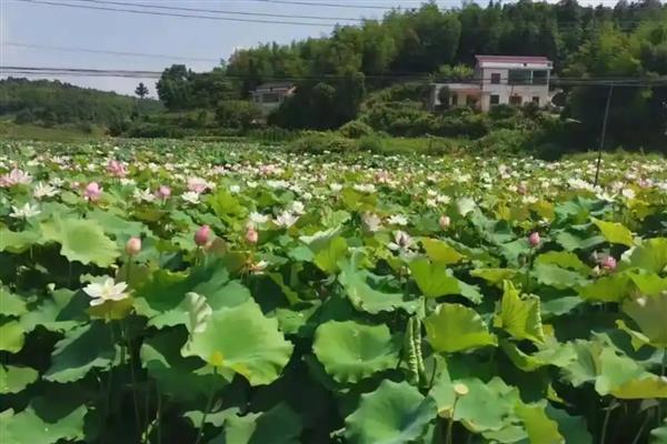 植物如何过冬，可留种过冬