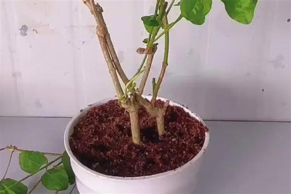 夏季三角梅的扦插方法，在6-7月份进行