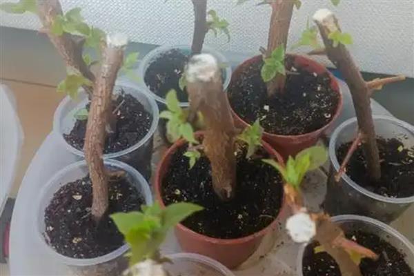 夏季三角梅的扦插方法，在6-7月份进行