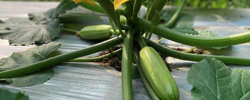 西葫芦怕什么农药，最怕敌百虫、杀螟腈等农药