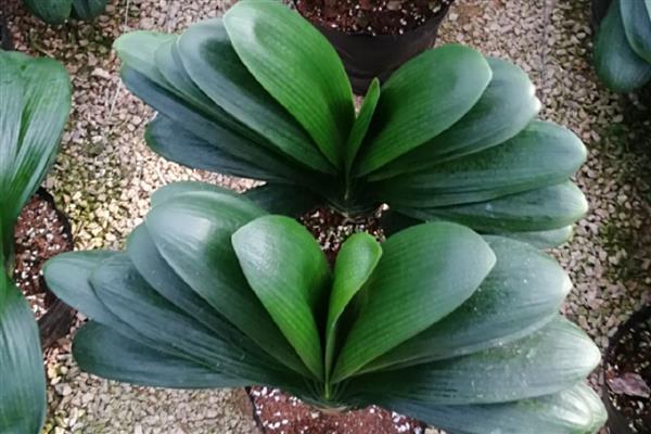 君子兰盆栽如何家养,放置在半阴环境中进行养护