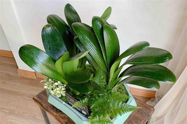 君子兰盆栽如何家养,放置在半阴环境中进行养护