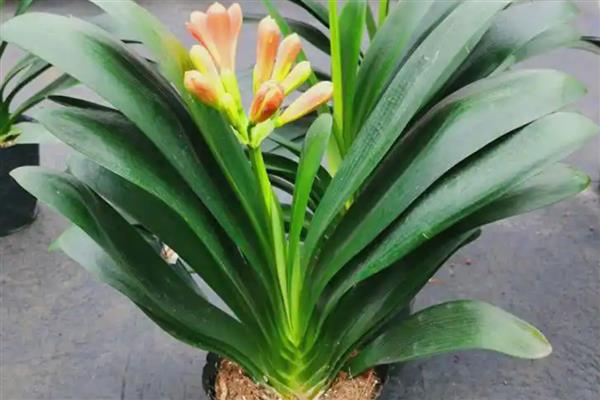 君子兰盆栽如何家养,放置在半阴环境中进行养护