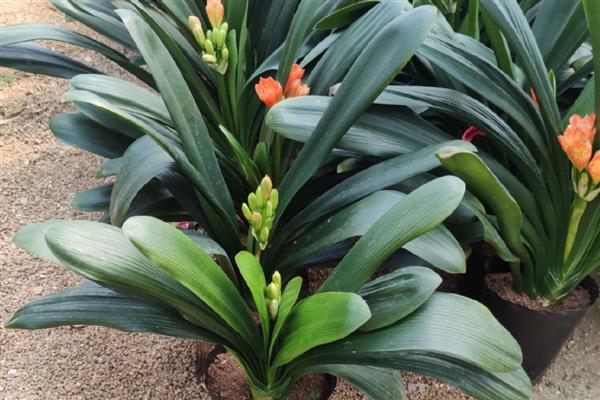 君子兰盆栽如何家养,放置在半阴环境中进行养护