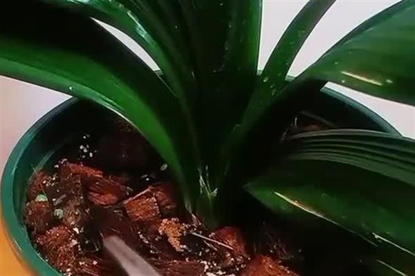 君子兰盆栽如何家养,放置在半阴环境中进行养护