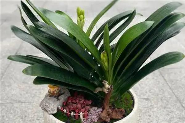 君子兰盆栽如何家养,放置在半阴环境中进行养护
