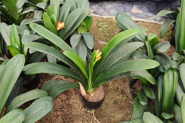 君子兰盆栽如何家养,放置在半阴环境中进行养护