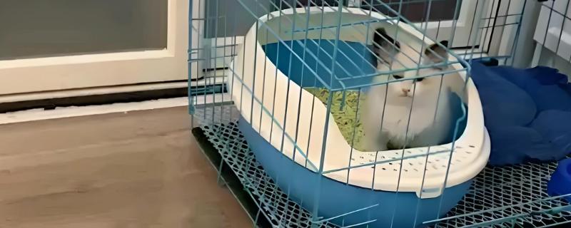 布偶猫便秘的表现，会出现呕吐的情况