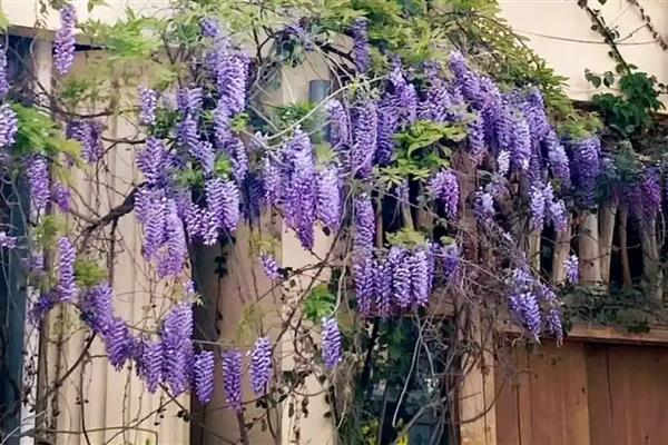 紫藤萝简介，是落叶藤本植物