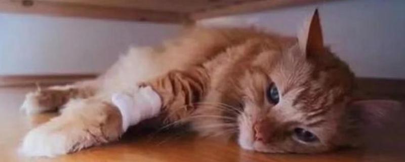 猫咪中毒怎么处理，需根据中毒的阶段和状态来决定